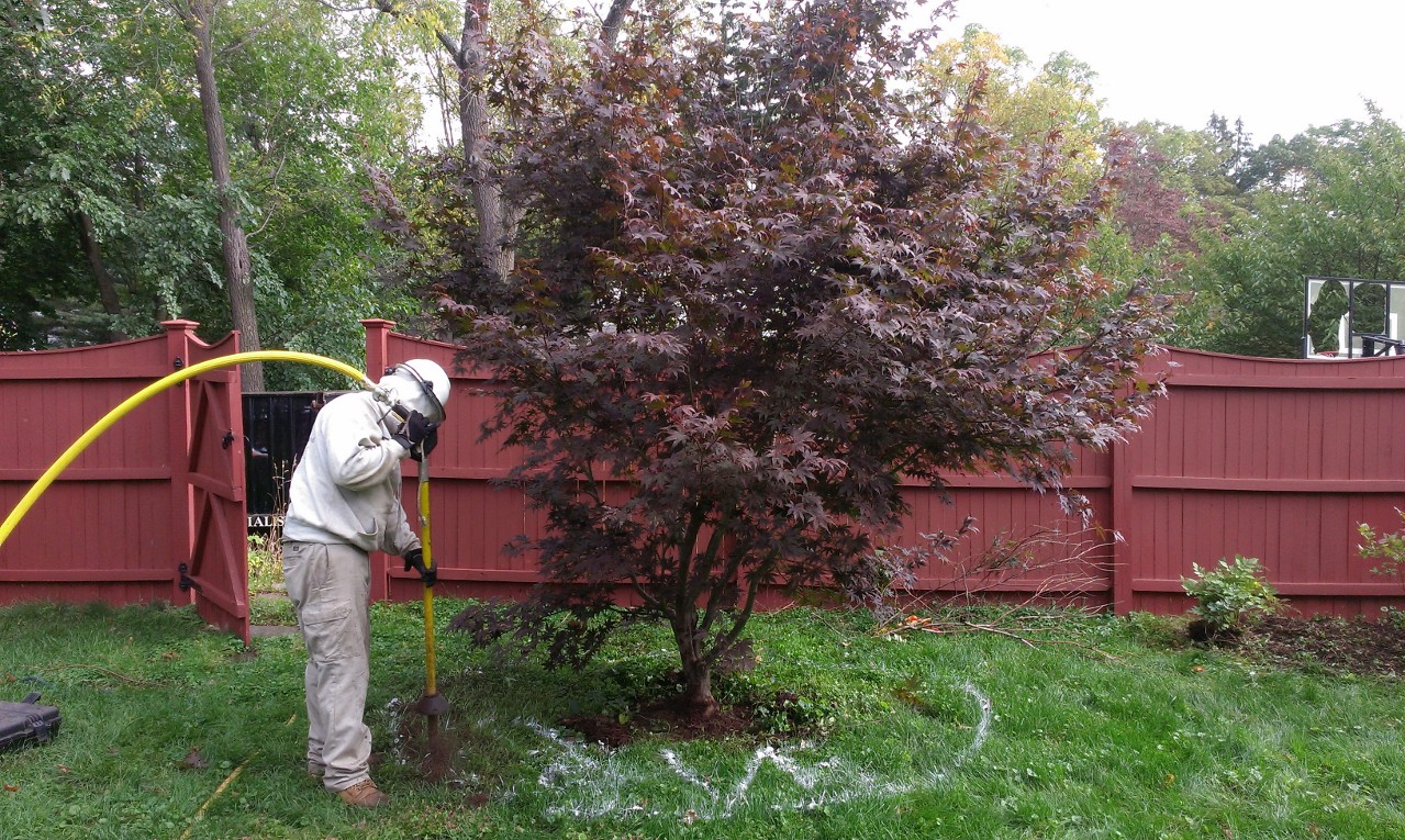 Tree Care, Arborist Services, Tree Pruning, Tree Installation - Connecticut