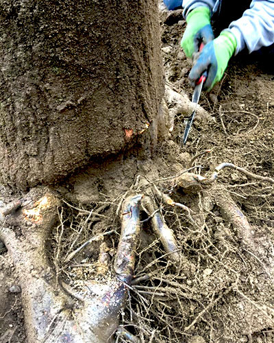 Root & Soil Management
