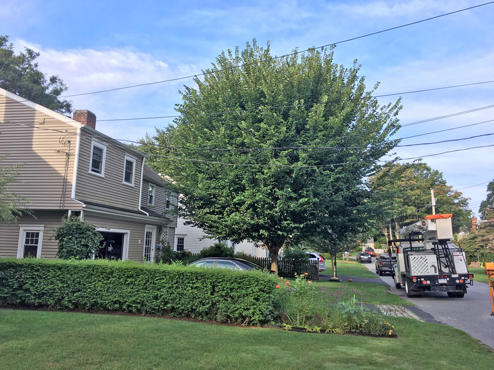 residential front yard before tree services in Fairfield, CT