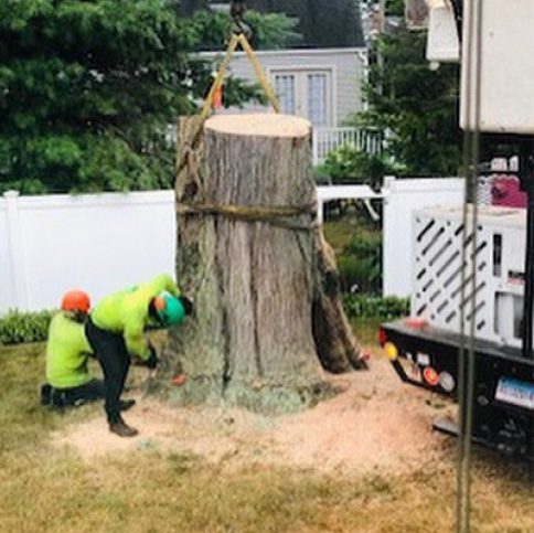 Stump-removal-Img Stump-removal-Img