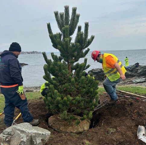 Transplanting-Img Transplanting-Img