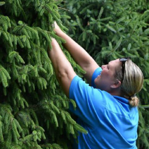 Tree-Assessment-Img Tree-Assessment-Img