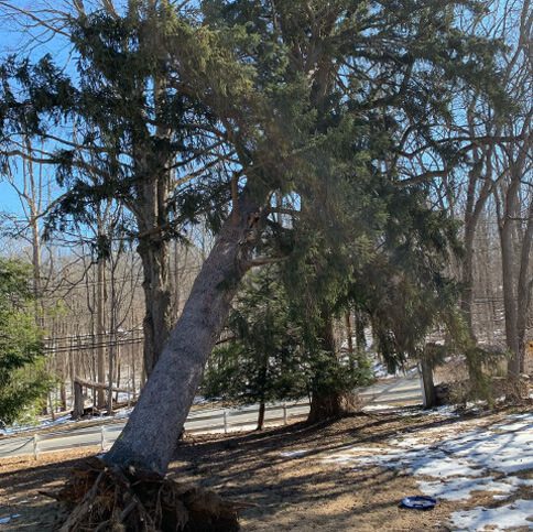 Tree-Removal-Img Tree-Removal-Img