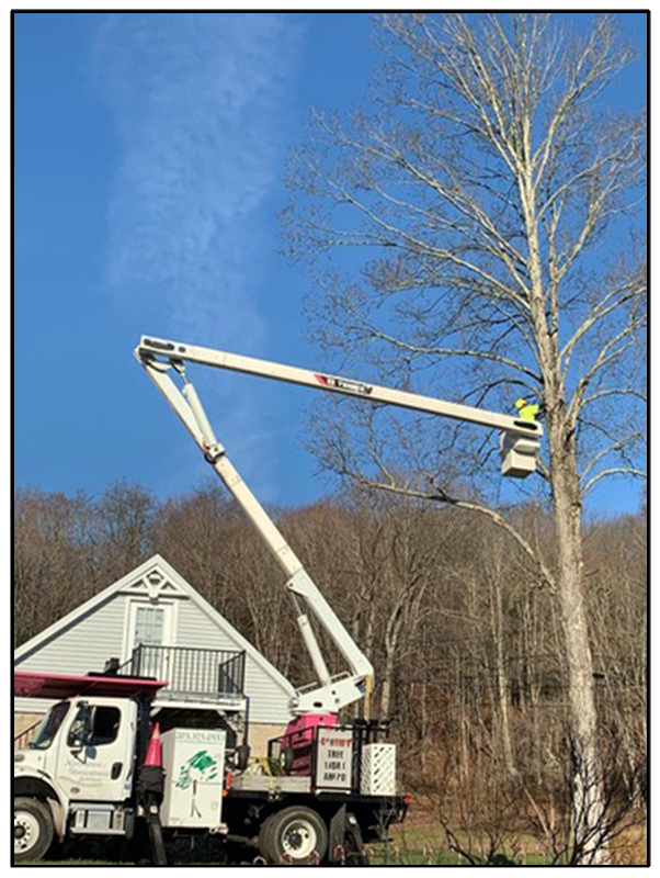 Tree Pruning Service