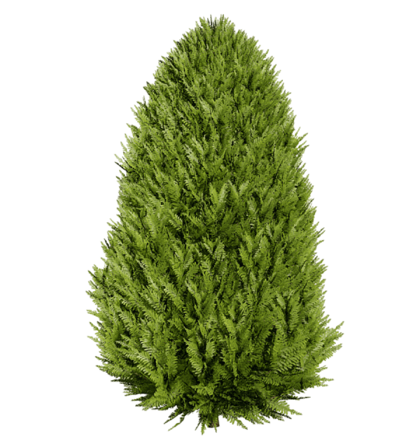 Augmented reality shrub visualization showing Arborvitae Shrubs