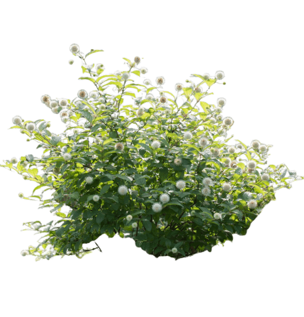 Augmented reality shrub visualization showing Buttonbush